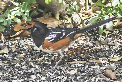 Spotted Towhee