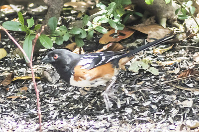 Spotted Towhee