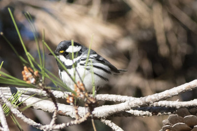 black-throated-gray-warbler-01.jpg