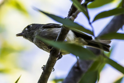 Hutton's Vireo