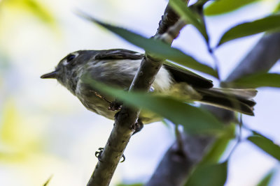 Hutton's Vireo