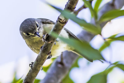 Hutton's Vireo