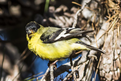 Lesser Goldfinch