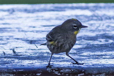 Yellow-rumped Warblers