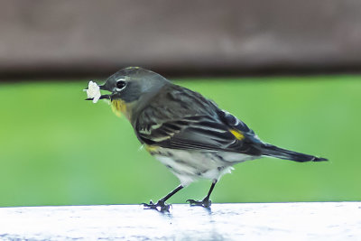 Yellow-rumped Warblers