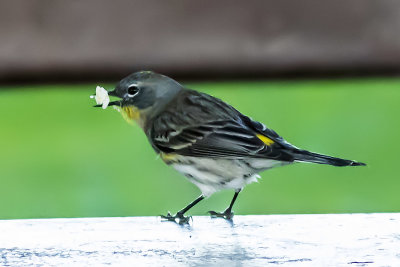 Yellow-rumped Warblers