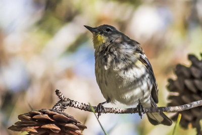 Yellow-rumped Warblers