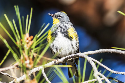 Yellow-rumped Warblers