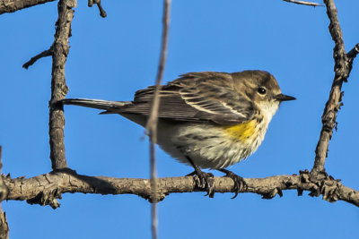 Yellow-rumped Warblers