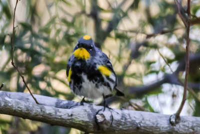 Yellow-rumped Warblers