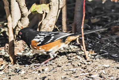 Spotted Towhee