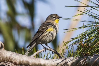 Yellow-rumped Warbler