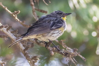 Yellow-rumped Warbler