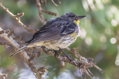 Yellow-rumped Warbler