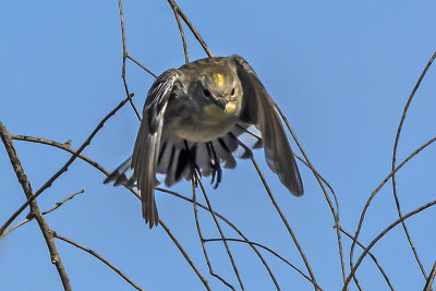 Yellow-rumped Warbler