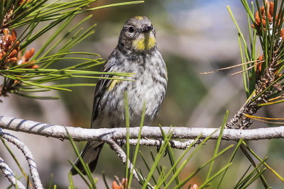 Yellow-rumped Warbler