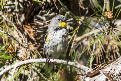 Yellow-rumped Warbler