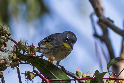 Yellow-rumped Warbler