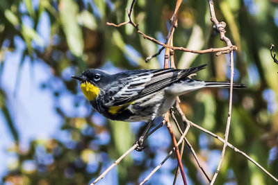 Yellow-rumped Warbler