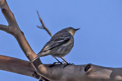 Yellow-rumped Warbler