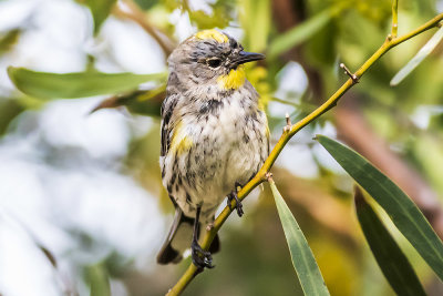 Yellow-rumped Warbler