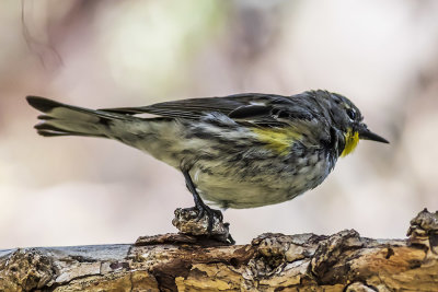 Yellow-rumped Warbler