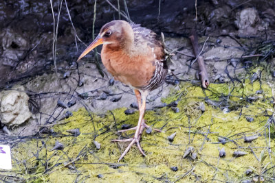 Ridgway's  Rail