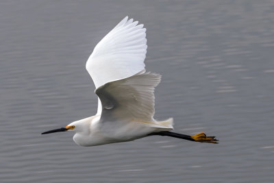 Snowy Egret
