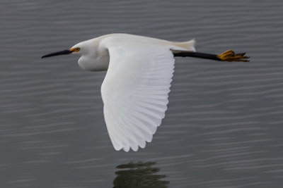 Snowy Egret