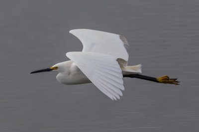 Snowy Egret