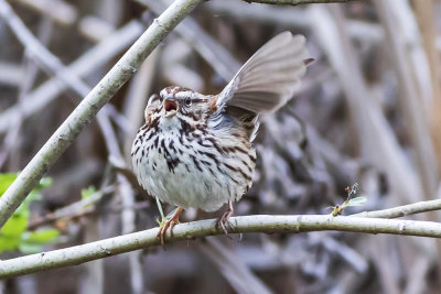 Song Sparrow