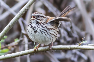 Song Sparrow