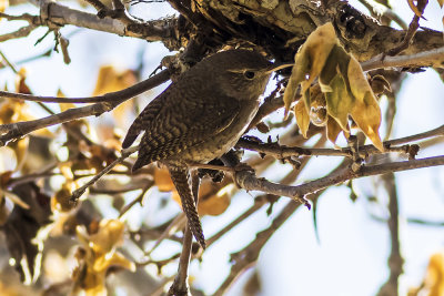 House Wren