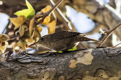 House Wren