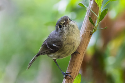 Hutton's Vireo