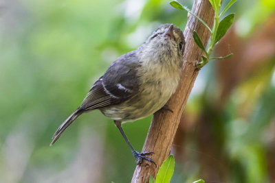Hutton's Vireo