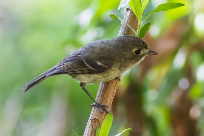 Hutton's Vireo