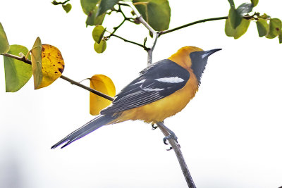 Hooded Oriole