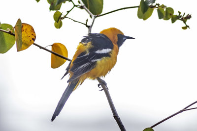 Hooded Oriole