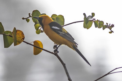 Hooded Oriole