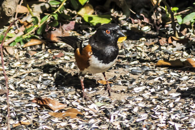 Spotted Towhee