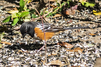 Spotted Towhee