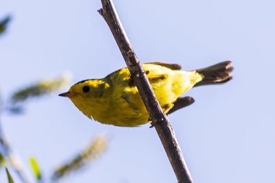 Wilson's Warbler