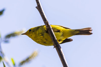 Wilson's Warbler