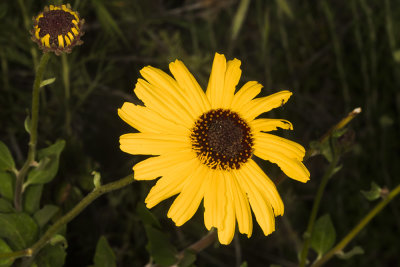 Bush Encelia (Encelia californica)