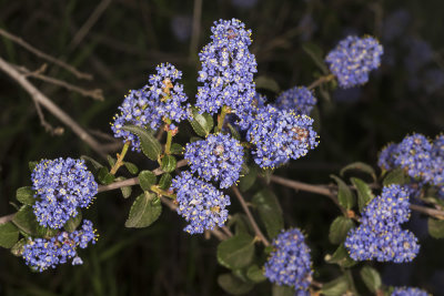 Ramona Lilac (Ceanothus tomentosus)