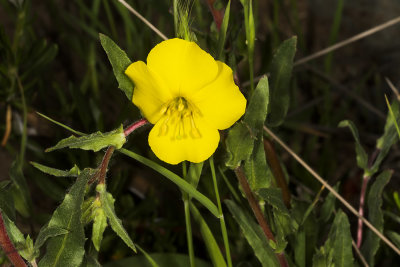 California Primrose (Eulobus californica)