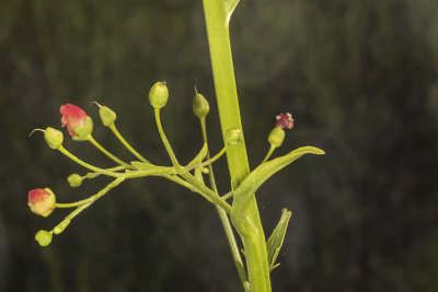 California Bee Plant (Scrophularia ca)