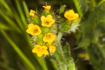 Checker Fiddleneck  (Amsinckia menziesii)