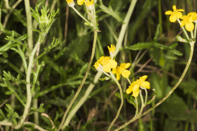 Golden Yarrow (Eriophyllum Confertiflorum)